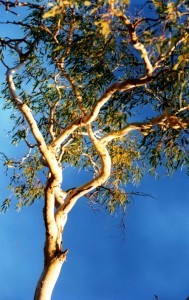 A beautiful eucalypt of the Murchison.