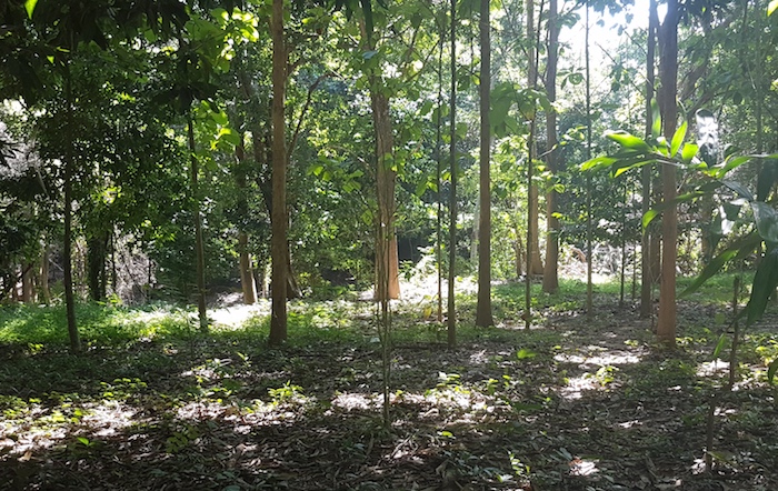 Rubber plantation at the swimming hole.