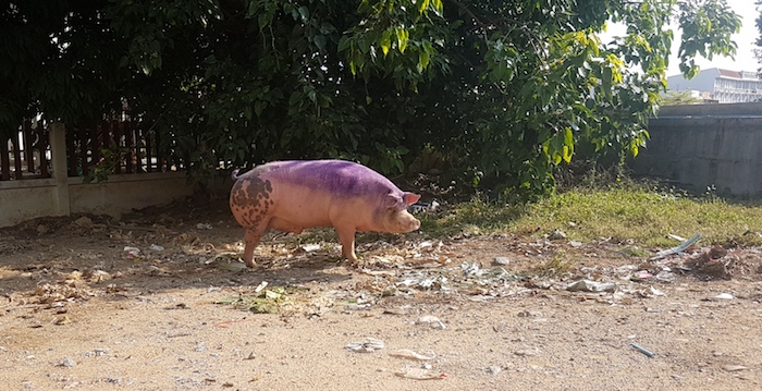 Just when you think you have seen it all in Thailand. This pig was feeding in the vacant block next to our hotel.