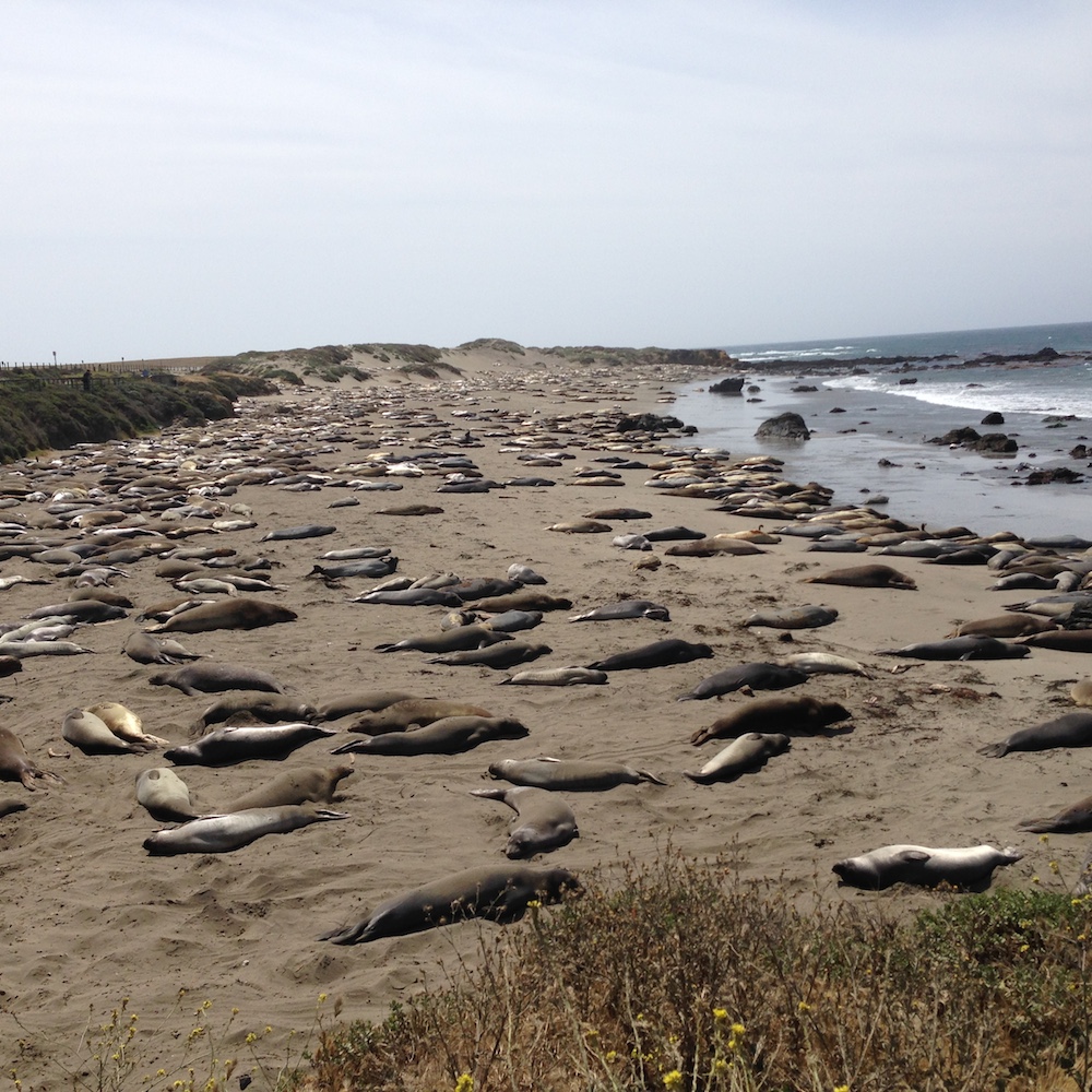 Elephant seals at San Simeon Beach.