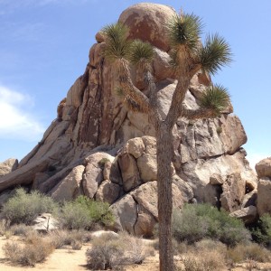The juxtaposition of the unusual shape of the Joshua Tree with the spectacular gneiss landforms is one of the great attractions of the National Park.