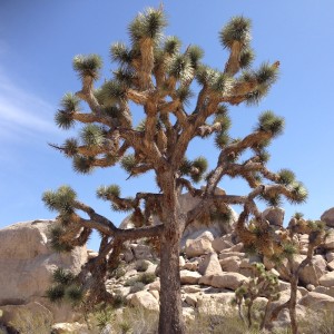 Amazing contorted shapes.