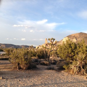 Part of the Mojave Desert.