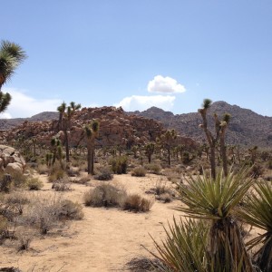 A harsh environment.
