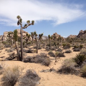 A unique landscape.