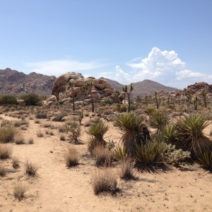 Yuccas, Spanish Daggers and gneiss.