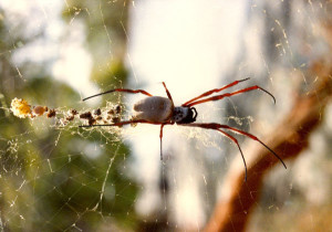 Local resident