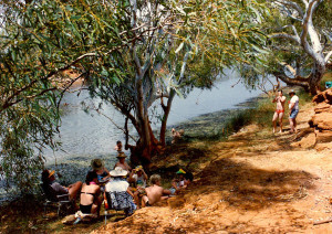 Cattle Pool