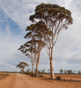 Eucalypts on Goldfields Rd near Hines Hill.