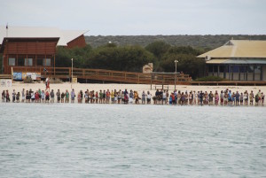 Tourists and the dolphins.