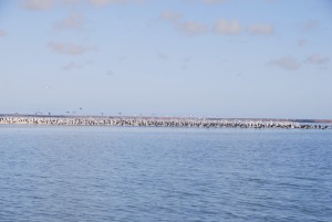 Gulls, pelicans and shags on a sand spit.