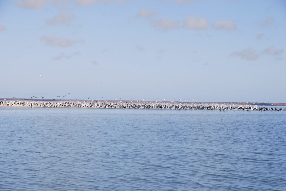 Gulls, pelicans and shags on a sand spit.