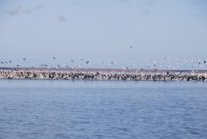 Hundreds of pelicans and shags.