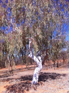 At the Gascoyne River.
