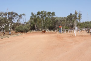 Cow about to make a phone call at Bangemall.