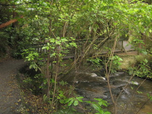 On the walk into the Falls.