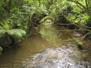 Purakaunui Creek.