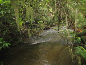 Purakaunui Creek.