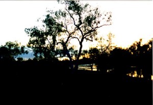 Looking downriver from Murchison Crossing.