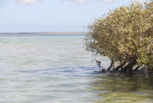 Mangroves at the mouth of a creek.