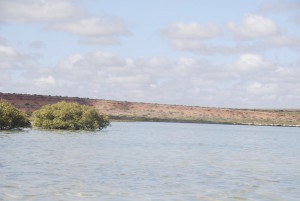Mangroves in Herald Bight.