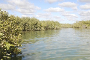 Mangroves at the mouth of a creek. Except for a small community at Leschanault Inlet, this is the southernmost colony of mangroves.
