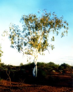 Near Murchison Crossing.