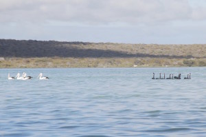 Pelicans and swans together.