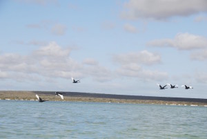 Swans on the wing.