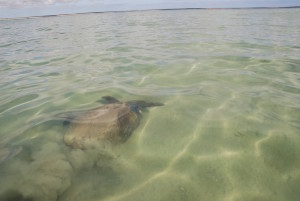 Loggerhead turtle