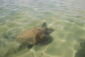 Loggerheads are endangered.