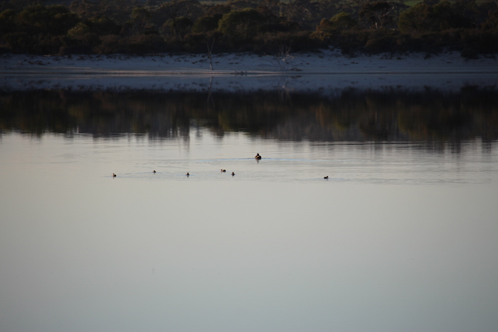 Ducks on Yenyenning Lake.