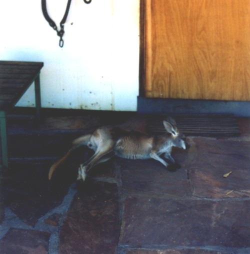 Guard kangaroo at the Murchison Roadhouse.