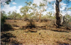 Typical Murchison country.