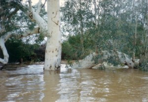 Beautiful red river gum.