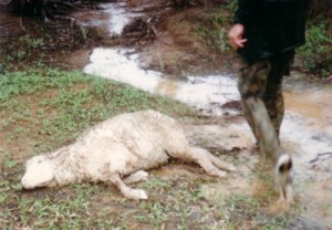 Brian and sheep.