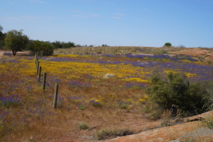 Wildflowers at the Rock