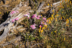 Wildflowers