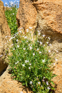 Wildflowers