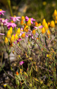 Wildflowers