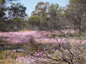 Everlastings at Billiburning