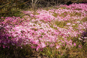 Wildflowers
