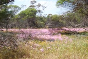 Everlastings at Eaglestone.