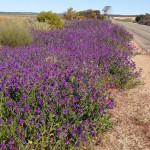 Patersons Curse near Muka