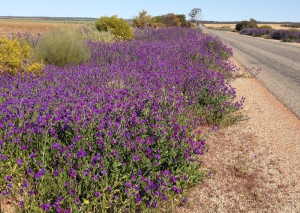 Patersons Curse near Muka