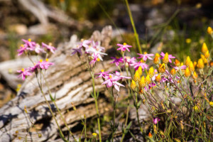 Pink Fairies (Caladenia latifola)