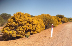 Wattles near Mukinbudin