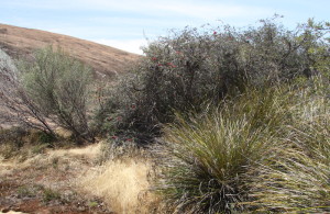 At the base of McDermid Rock