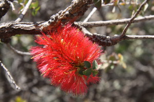 Granite Bottlebrush (Melaleuca elliptica).