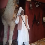 Camel at Balladonia Museum.